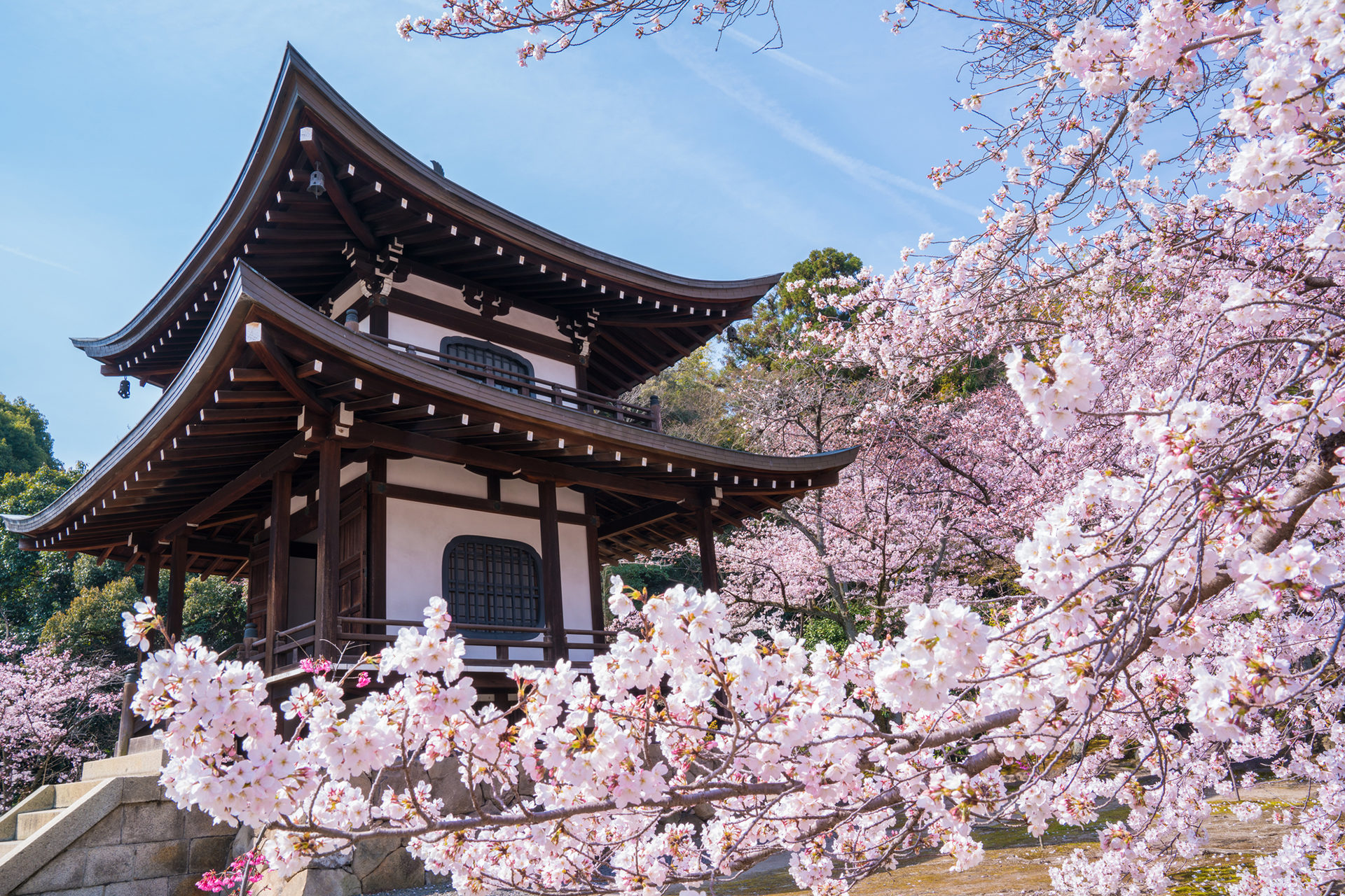 京都　勧修寺の桜